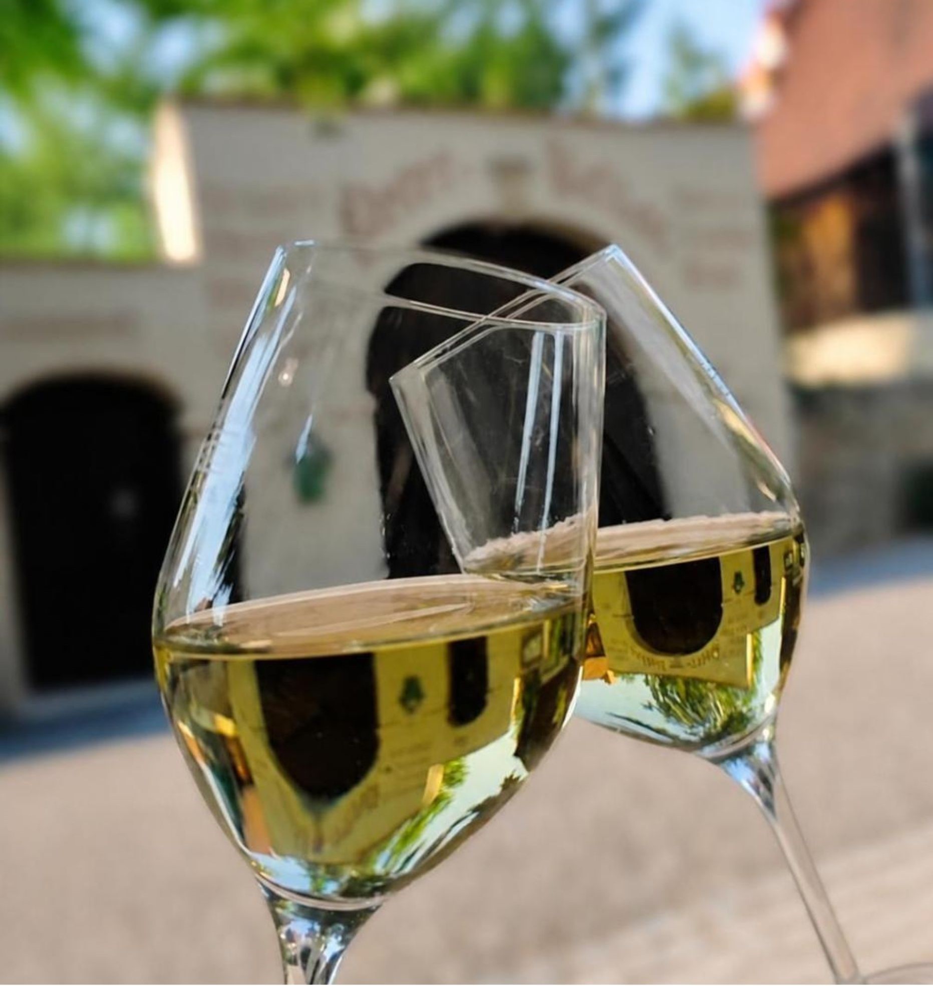 freitags.WEIN | Weingut Henke | Sörnewitz